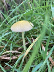 Bolbitius