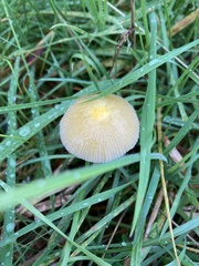 Bolbitius