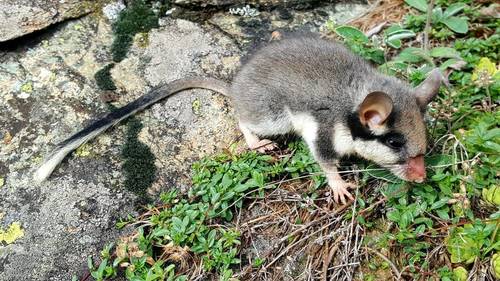 European Garden Dormouse