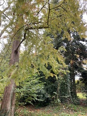 Pterocarya fraxinifolia