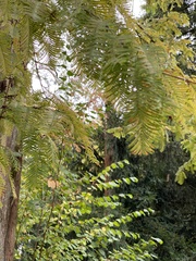 Pterocarya fraxinifolia