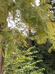 Pterocarya fraxinifolia
