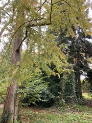 Pterocarya fraxinifolia