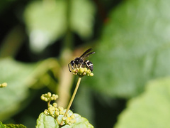 Euodynerus foraminatus