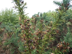 Ulex europaeus