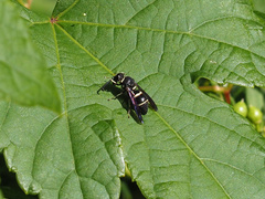 Euodynerus foraminatus