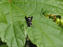 Euodynerus foraminatus