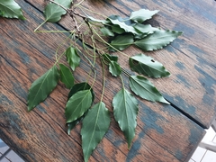 Cordia caffra