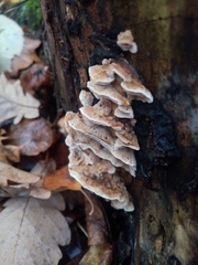 Trametes ochracea