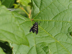 Euodynerus foraminatus