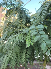 Robinia pseudoacacia