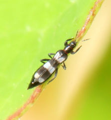 Aeolothrips