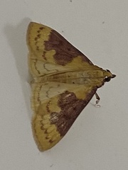 Polygrammodes ponderalis