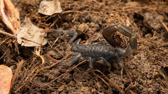 Uroplectes flavoviridis