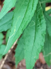 Solidago canadensis