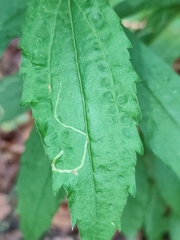 Solidago canadensis
