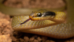 Crotaphopeltis hotamboeia