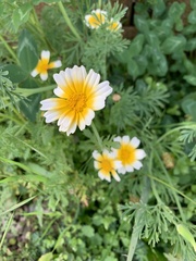 Glebionis coronaria
