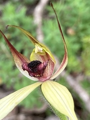Caladenia macrostylis