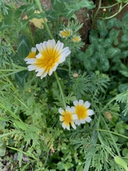 Glebionis coronaria