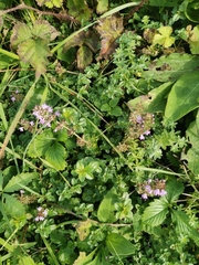 Thymus pulegioides pulegioides