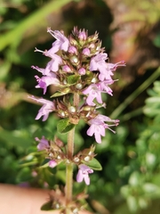 Thymus pulegioides pulegioides