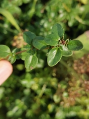 Thymus pulegioides pulegioides