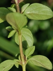 Thymus pulegioides pulegioides