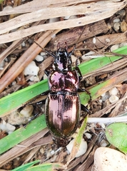 Pterostichus burmeisteri