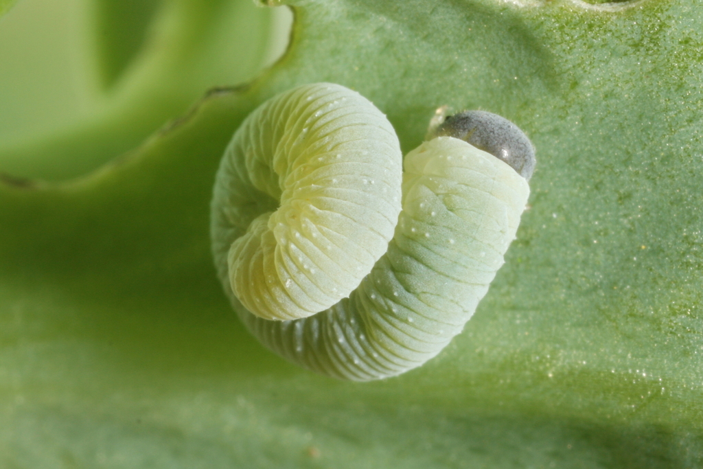 Roseroot Sawfly