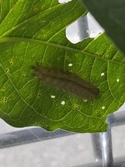 Spilosoma lubricipeda
