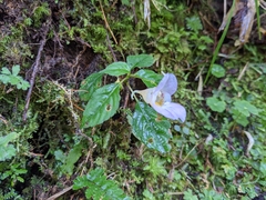 Impatiens uniflora