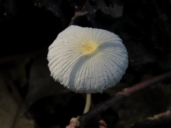 Fungi