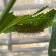Spilosoma lubricipeda