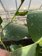 Spilosoma lubricipeda