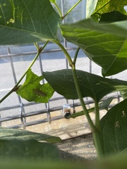 Spilosoma lubricipeda