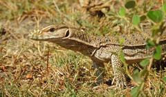 Varanus bengalensis