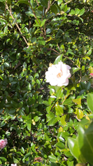 Camellia sasanqua