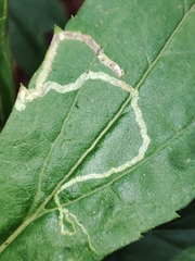 Agromyzidae