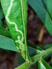 Agromyzidae