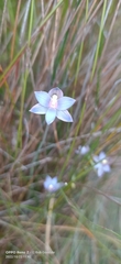 Thelymitra mucida