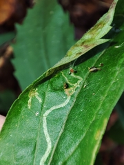 Agromyzidae