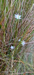 Thelymitra mucida