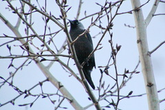 Corvus monedula