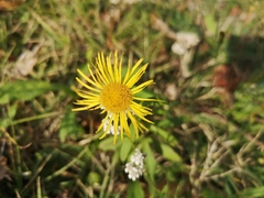 Pentanema britannica