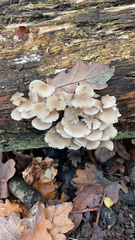 Mycena galericulata