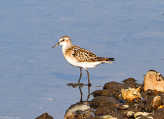Calidris minuta
