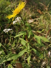 Pentanema britannica