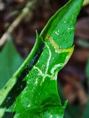 Agromyzidae