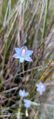 Thelymitra mucida